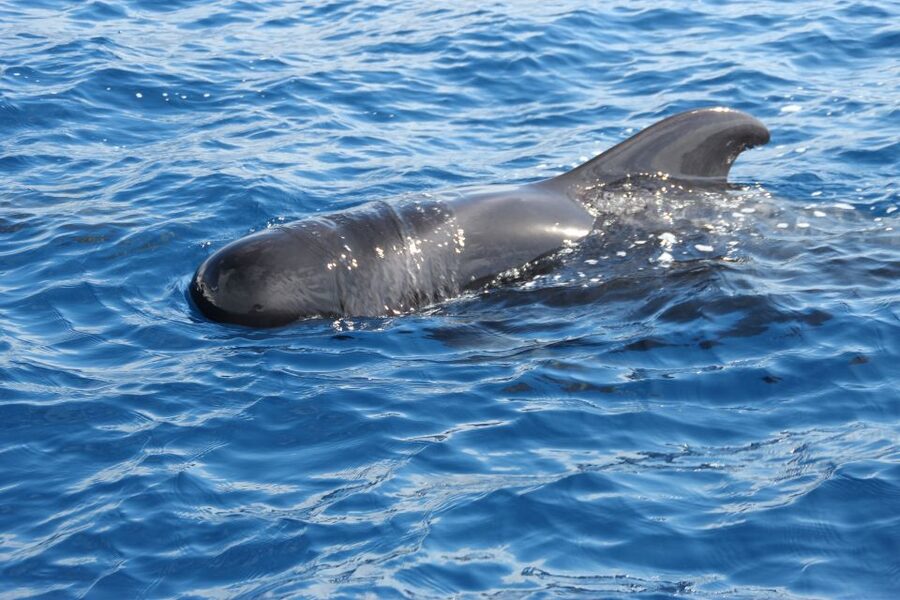 Puerto Colon : Whale & Dolphins Sailing Excursion - Key highlights worth planning for