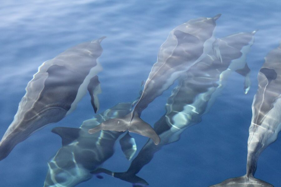 Puerto Colon : Whale & Dolphins Sailing Excursion - Should you book this Puerto Colón whale and dolphins sailing trip?