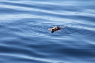 Puerto Colon : Whale & Dolphins Sailing Excursion - Sailing in the Teno–Rasca Special Conservation Zone with hydrophones