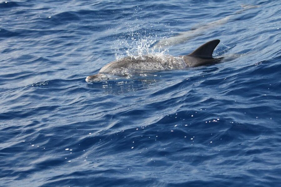 Puerto Colon : Whale & Dolphins Sailing Excursion - Diego Hernández Beach (Hippie Beach): the boat-only stop for swimming