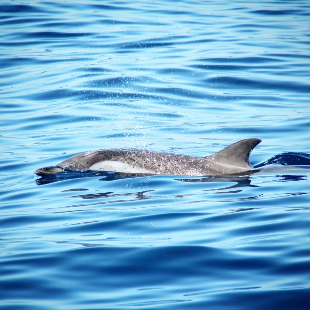 Puerto Colon : Whale & Dolphins Sailing Excursion - Captain Daniel and the onboard vibe: safe, calm, question-friendly