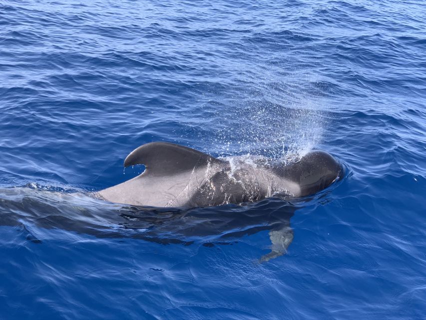 Puerto Colon : Whale & Dolphins Sailing Excursion - What to pack and how to handle seasickness