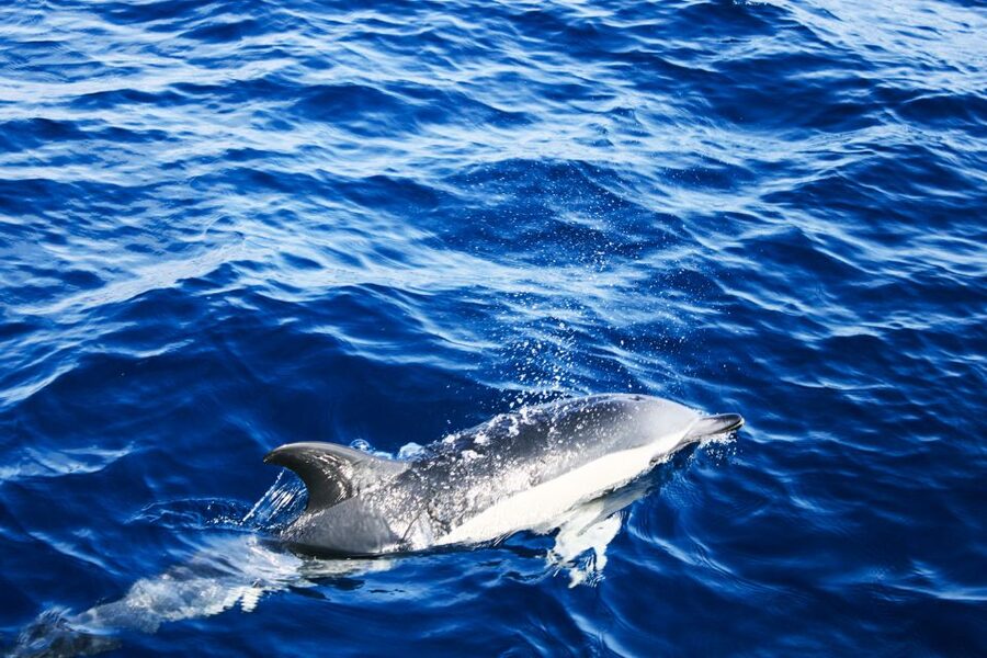 Puerto del Carmen: Dolphin-Watching Speedboat Tour with Swim - Final Call: Should You Book This Dolphin Tour from Puerto del Carmen?