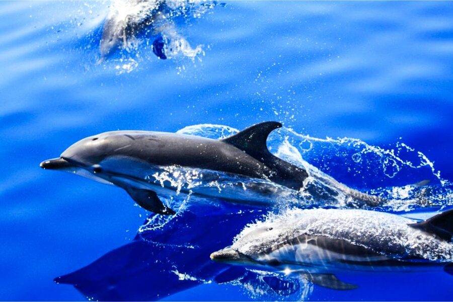 Puerto del Carmen: Dolphin-Watching Speedboat Tour with Swim - The Swim Stop: Clear Water, Real Ocean Time, and One Important Safety Note