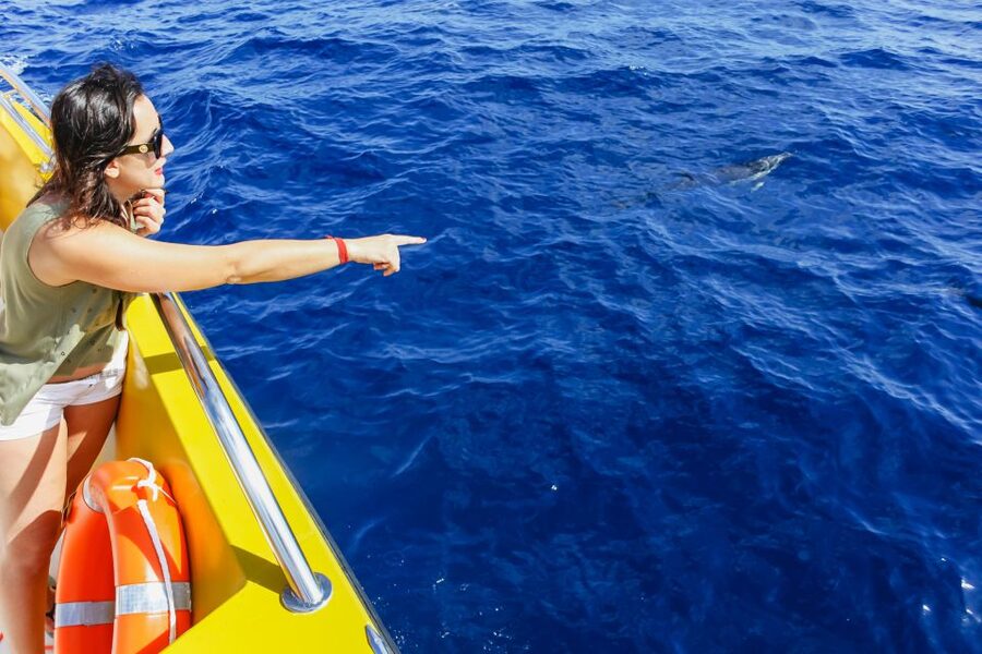 Puerto del Carmen: Dolphin-Watching Speedboat Tour with Swim - What the 1.5 Hours Feels Like in Real Time