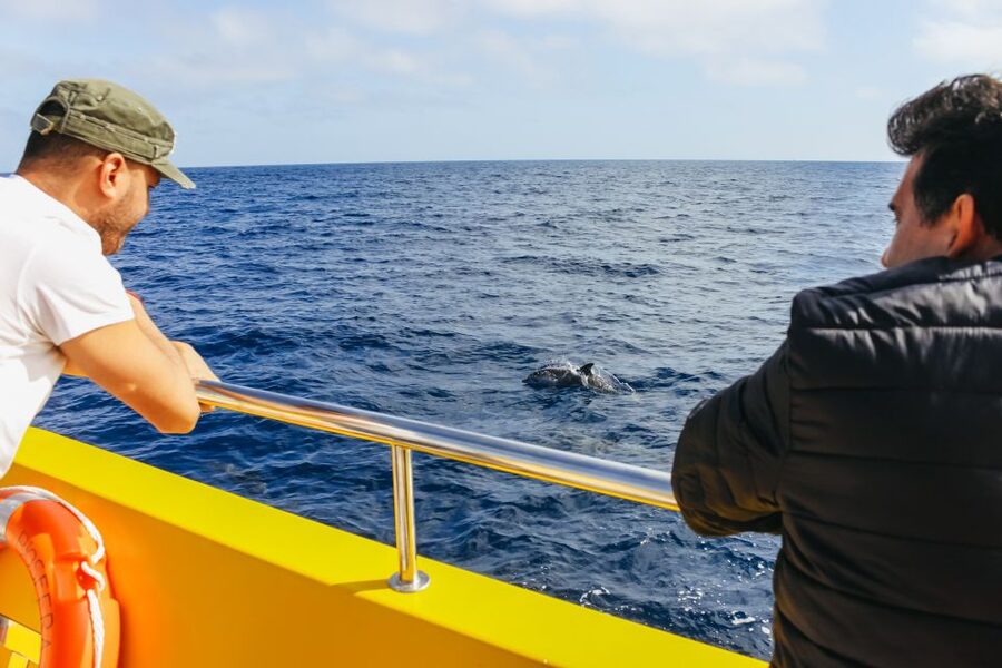Puerto del Carmen: Dolphin-Watching Speedboat Tour with Swim - Price and Value: Is $41 Worth It?