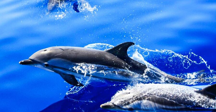 Puerto del Carmen: Dolphin-Watching Speedboat Tour with Swim - How the Dolphin and Whale Search Actually Works