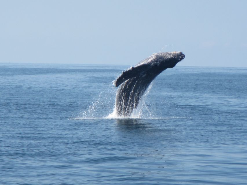 Puerto Escondido: Boat Tour among Dolphins and Turtles - Should You Book This Dolphin and Turtle Cruise?