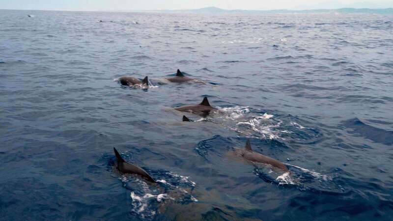 Puerto Escondido: Boat Tour among Dolphins and Turtles - How Dolphins and Turtles Actually Show Up (And What You Should Do)