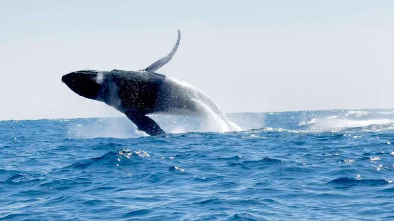 Puerto Escondido: Boat Tour among Dolphins and Turtles - The Value Play: Is $79 Worth It?