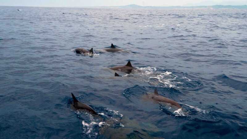 Puerto Escondido: Boat Tour among Dolphins and Turtles - What’s Included vs. What You’ll Need to Bring