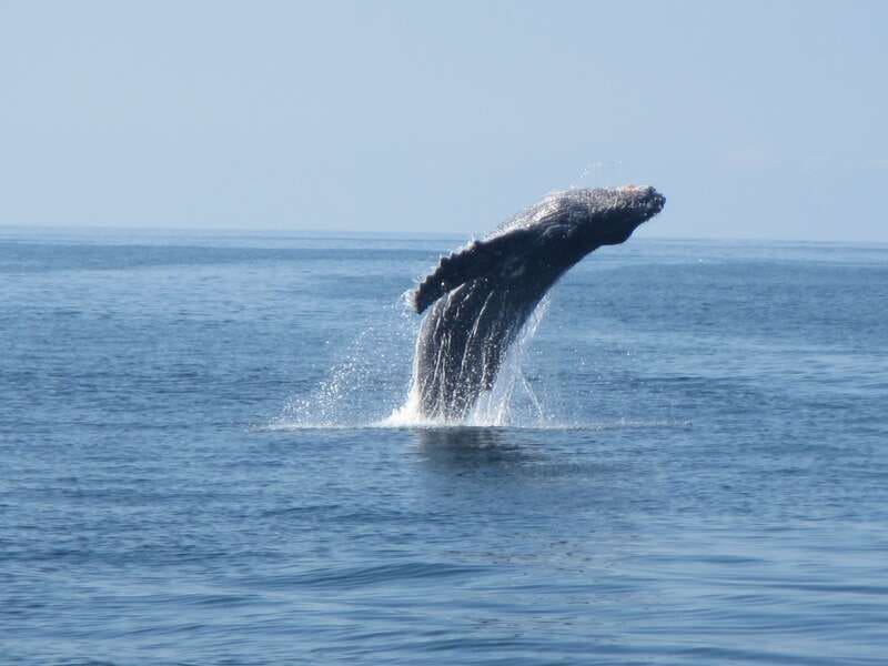 Puerto Escondido: Boat Tour among Dolphins and Turtles - Rules That Shape the Experience: Viewing Only