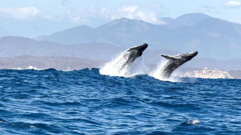 Puerto Escondido: Boat Tour among Dolphins and Turtles - What the Tour Feels Like Once You’re Out There