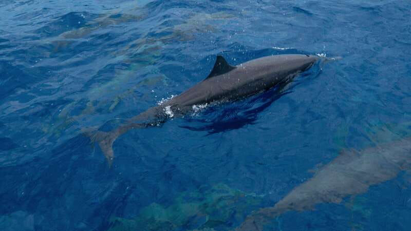 Puerto Escondido: Boat Tour among Dolphins and Turtles - Who This Boat Tour Is Best For