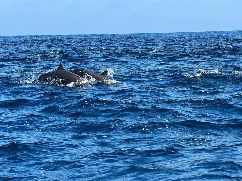 Puerto Escondido: Boat Tour to see Dolphins and Marine Life - The dolphin swim reality check (speed, waves, and safety)