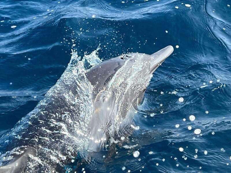 Puerto Escondido: Boat Tour to see Dolphins and Marine Life - What wildlife you can expect beyond dolphins