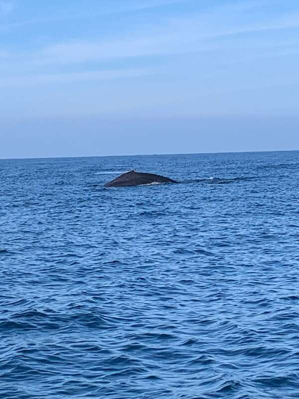 Puerto Escondido: Boat Tour to see Dolphins and Marine Life - Snorkeling: reef color and near-shore fish (when waves cooperate)