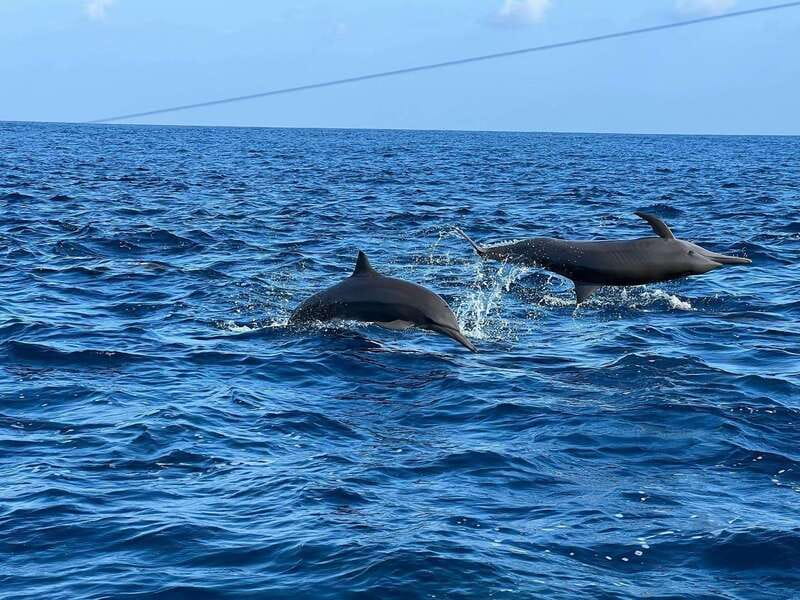 Puerto Escondido: Boat Tour to see Dolphins and Marine Life - How the 2.5 to 3 hours usually plays out