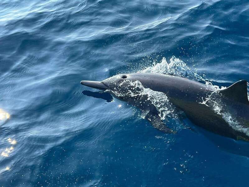 Puerto Escondido: Boat Tour to see Dolphins and Marine Life - Price and value: what $46 really buys you