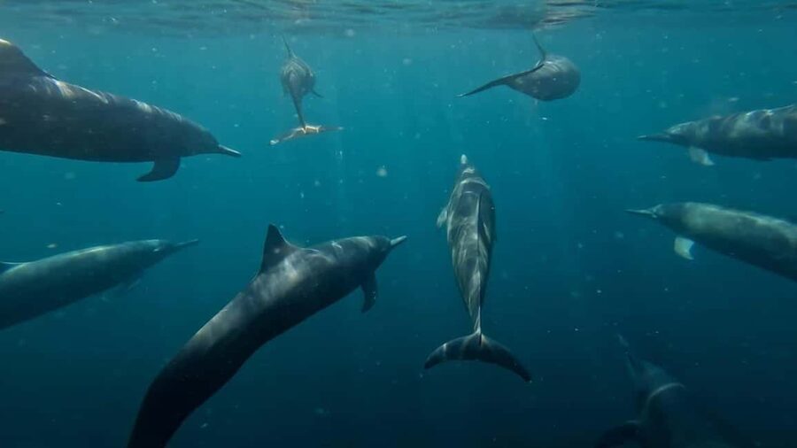 Puerto Escondido: The Best Adventure for Dolphin Watching - Key points to know before you go