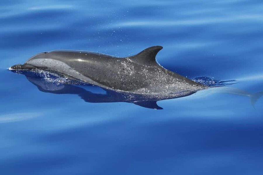 Puerto Escondido: The Best Adventure for Dolphin Watching - Which Dolphins You Can Expect: Spinner, Common, Spotted, Bottlenose