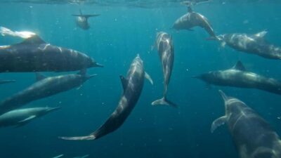 Puerto Escondido: The Best Adventure for Dolphin Watching - Finding Omar and the Right Boat Name Early