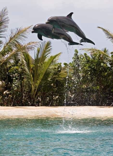 Puerto Plata: Dolphin Encounter at Ocean World - Who this dolphin encounter suits best (and who might want another option)