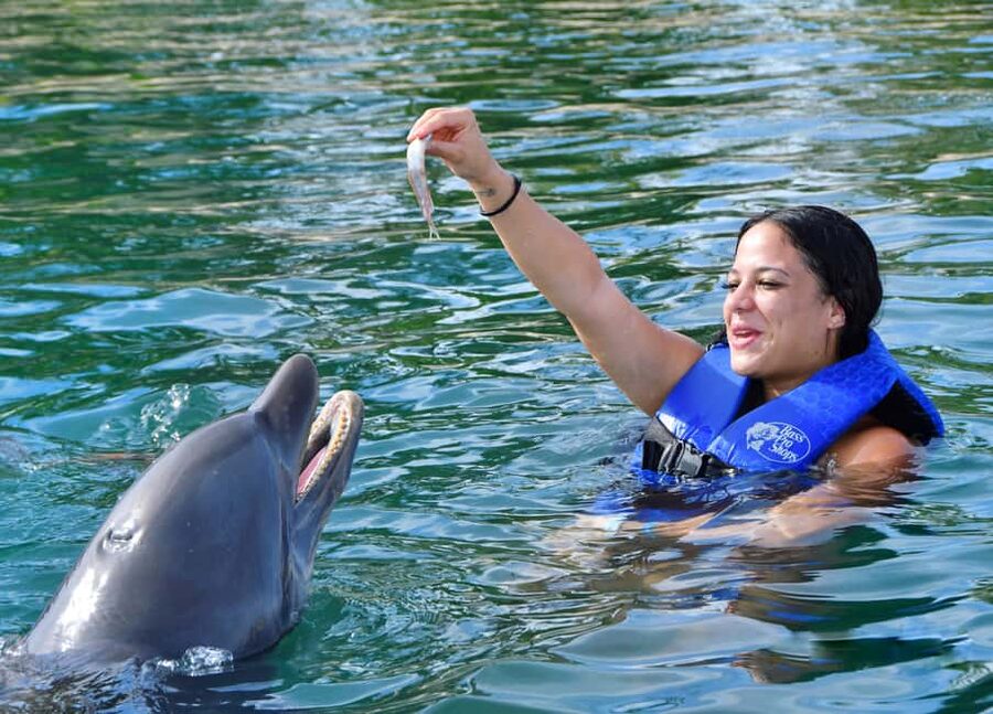 Puerto Plata Ocean World Dolphin Swim - Key things to know before you go