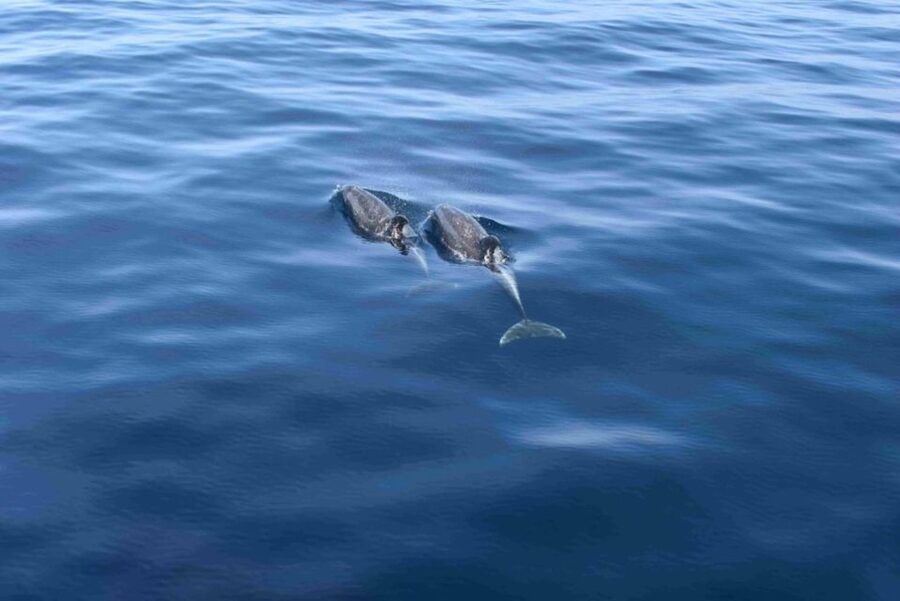 Puerto Rico de Gran Canaria: Premium Dolphin Catamaran Tour - Key points to know before you book