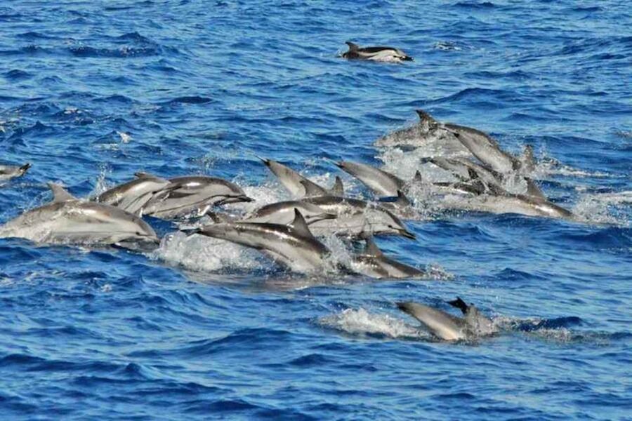 Puerto Rico de Gran Canaria: Premium Dolphin Catamaran Tour - Past sea caves and cliff lines: the views you get on the way