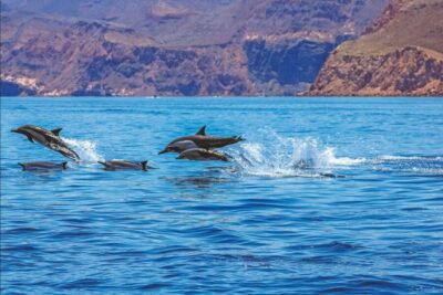 Puerto Rico de Gran Canaria: Premium Dolphin Catamaran Tour - The dolphin search: what you’re actually buying with the tour