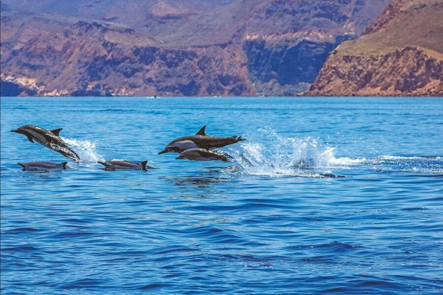 Puerto Rico de Gran Canaria: Premium Dolphin Catamaran Tour - The dolphin search: what you’re actually buying with the tour