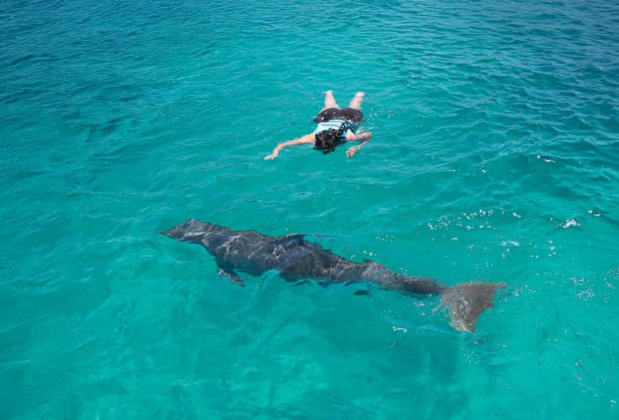 Puerto Vallarta: Dolphin Swimming and Aquaventuras Park - A ticket that bundles two kinds of fun at Aquaventuras Vallarta