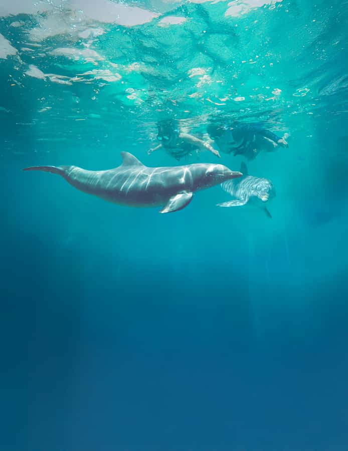 Puerto Vallarta: Dolphin Swimming and Aquaventuras Park - Aquaventuras Park included: slides, river, and splash zones