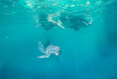 Puerto Vallarta: Dolphin Swimming and Aquaventuras Park - The 2-hour schedule: from briefing to 60 minutes with dolphins