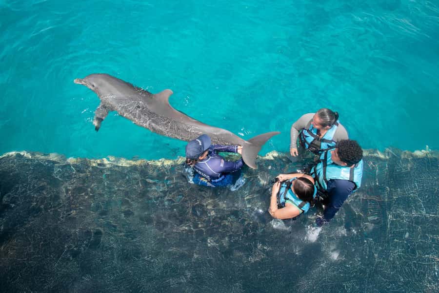 Puerto Vallarta: Dolphin Swimming and Aquaventuras Park - Extreme activities: zip line, climbing wall, and the challenge course