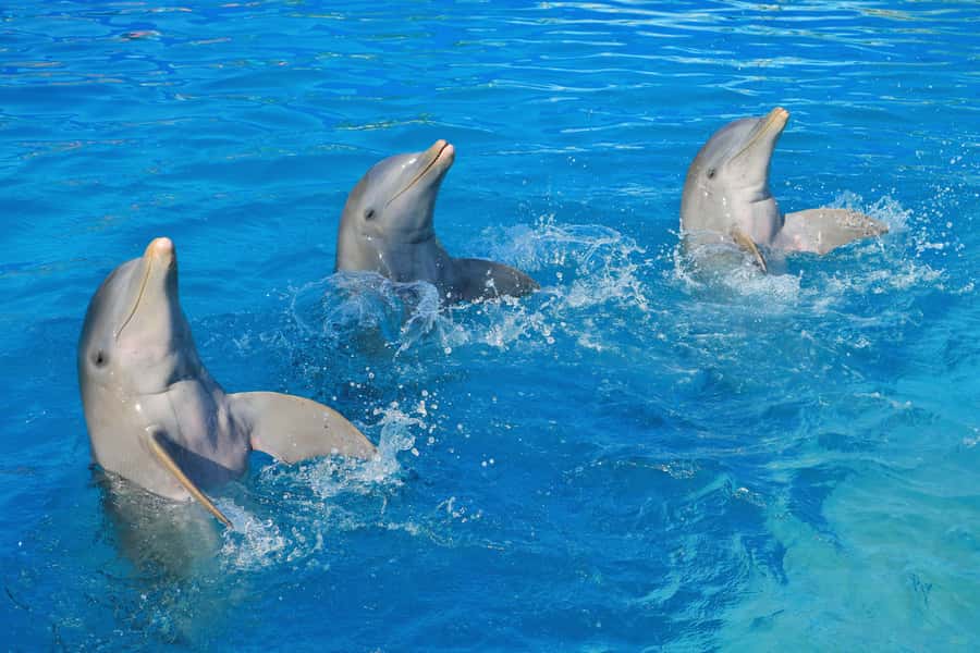Puerto Vallarta: Dolphin Swimming and Aquaventuras Park - The dolphin question: look for healthy interactions and calm handling