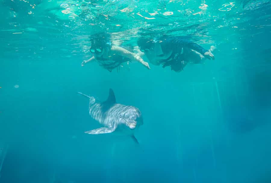 Puerto Vallarta: Dolphin Swimming and Aquaventuras Park - The 2-hour schedule: from briefing to 60 minutes with dolphins