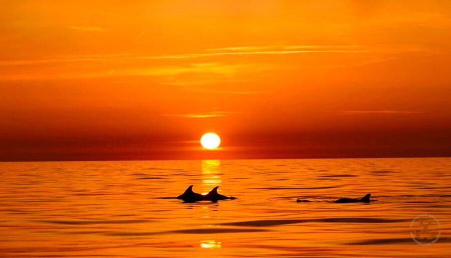 Pula: Brijuni Islands Dolphin Watching & Wildlife Cruise - Key things I’d plan around on this cruise