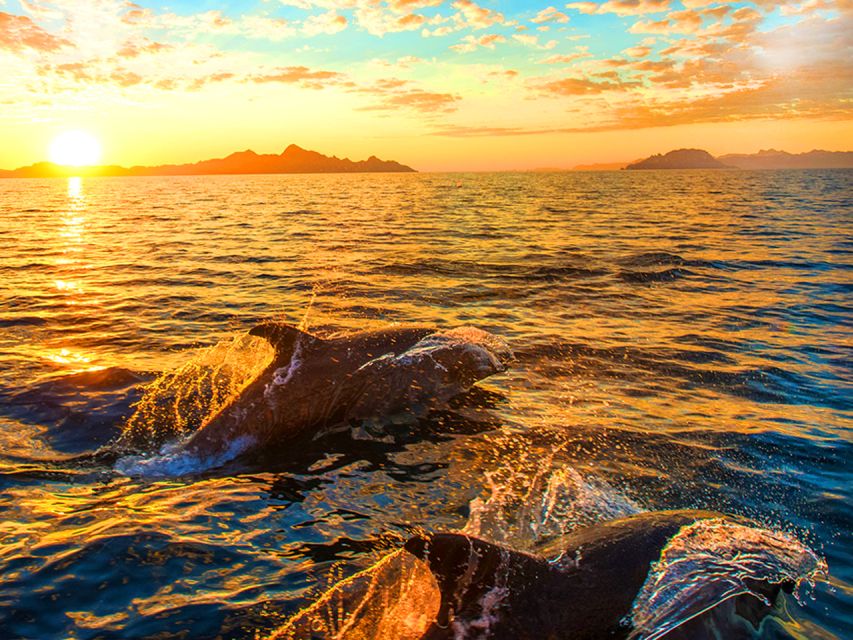 Pula: Brijuni Islands Dolphin Watching & Wildlife Cruise - The 3-hour rhythm: dolphins, Brijuni wildlife time, then sunset