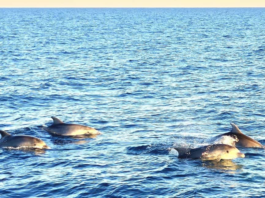 Pula: Brijuni National Park Dolphin Watching Tour w/Dinner - Should You Book the Pula Brijuni Dolphin Watching Tour With Dinner?