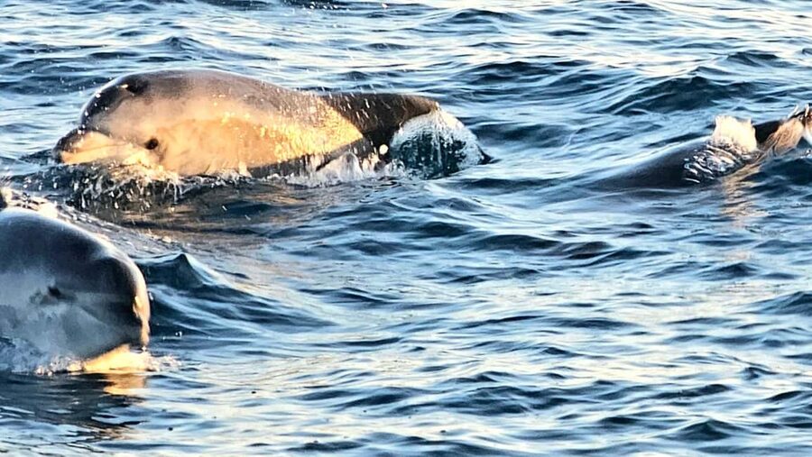Pula: Brijuni National Park Dolphin Watching Tour w/Dinner - Dolphin Watching at Dusk: The Part You Can’t Fully Control