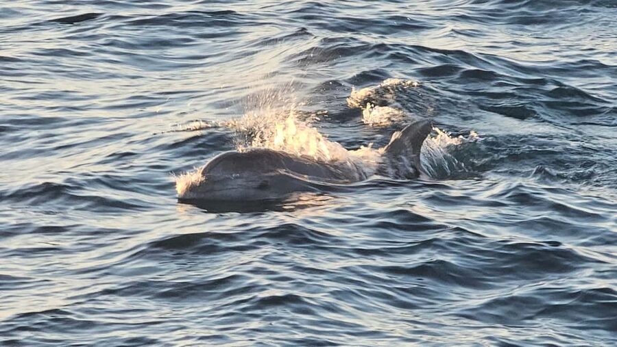 Pula: Brijuni National Park Dolphin Watching Tour w/Dinner - Price and Value: Is $62 Worth It?