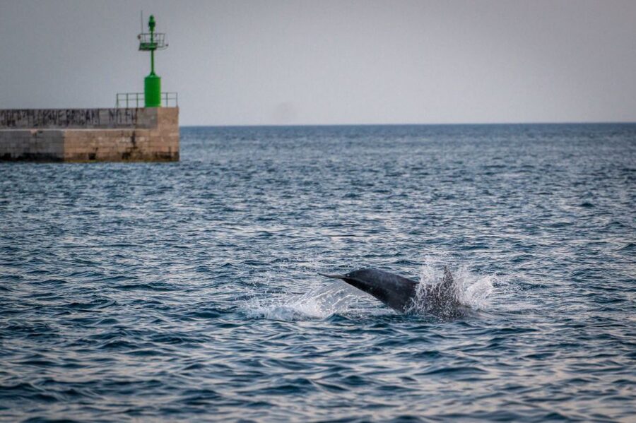 Pula: Brijuni National Park Sunset, Dolphins & Dinner Cruise - Key takeaways before you book