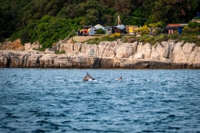 Pula: Brijuni National Park Sunset, Dolphins & Dinner Cruise - Brijuni National Park from a traditional boat: islands and the dolphin hunt