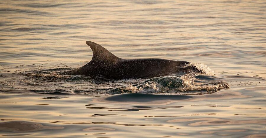Pula: Brijuni National Park Sunset, Dolphins & Dinner Cruise - Drinks, toilets, and the small comforts that save the evening
