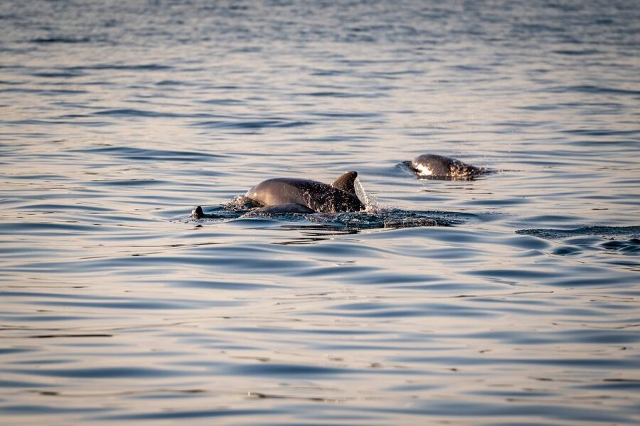 Pula: Brijuni National Park Sunset, Dolphins & Dinner Cruise - Should you book the Pula Brijuni sunset dinner cruise?