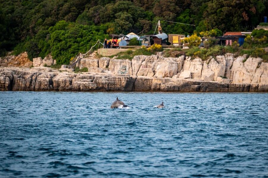 Pula: Brijuni National Park Sunset, Dolphins & Dinner Cruise - Brijuni National Park from a traditional boat: islands and the dolphin hunt