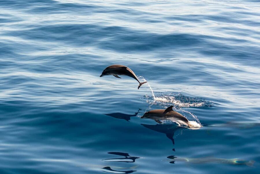 Pula: Brijuni Sunset Dolphin Cruise with Dinner & Drinks - Why Brijuni at sunset is the whole point