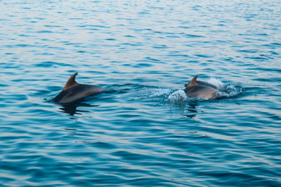 Pula: Brijuni Sunset Dolphin Cruise with Dinner & Drinks - Stop in Brijuni National Park: views, wildlife talk, and golden-hour timing